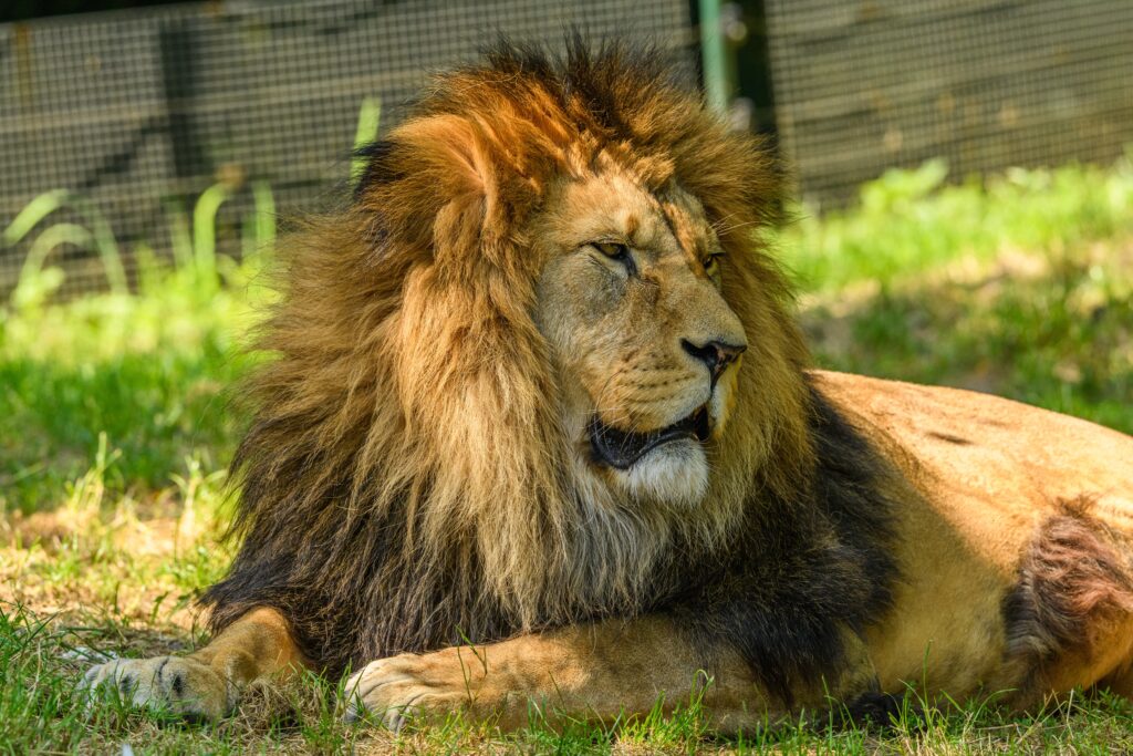 lion in lisbon zoo