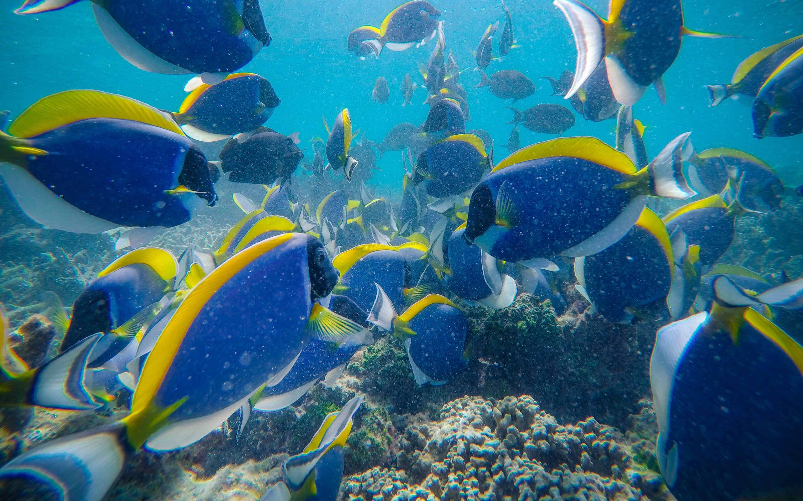 fish at Lisbon Oceanarium