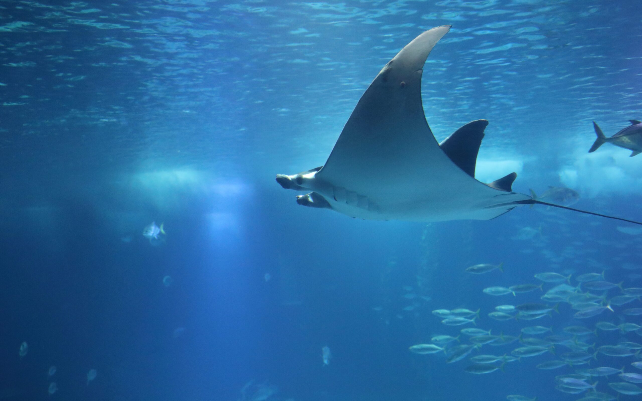 sting rays lisbon oceanarium