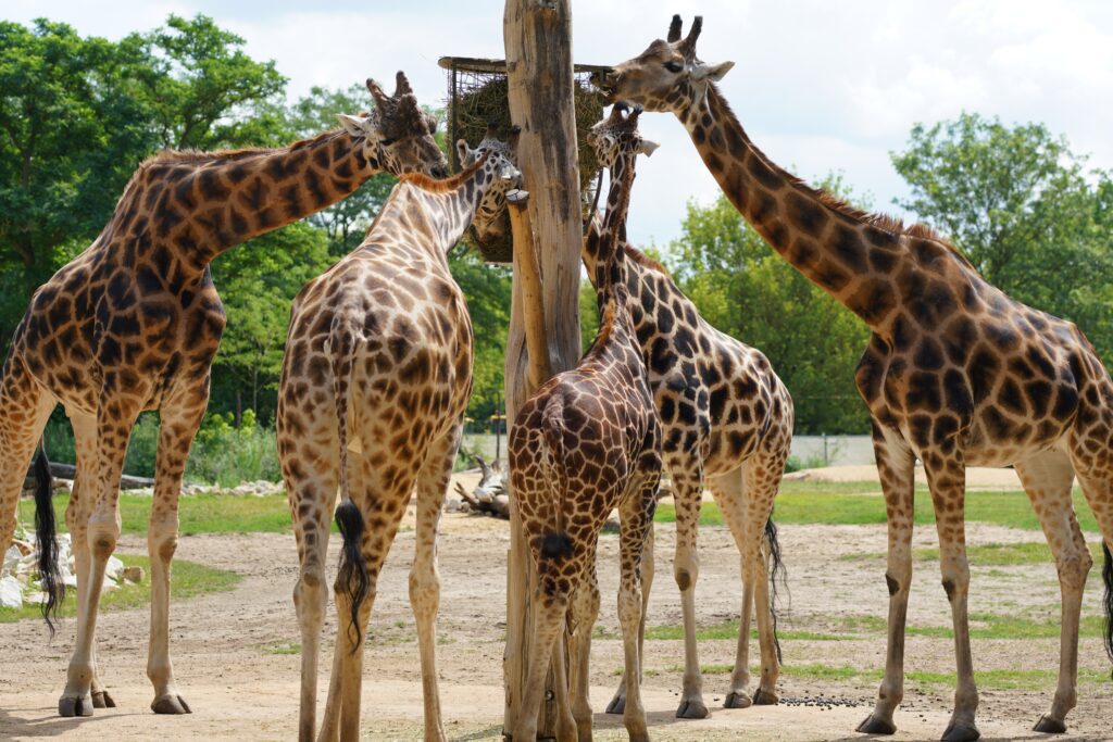giraffes in lisbon zoo