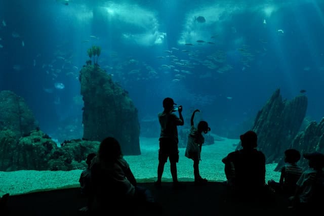 Families with children watching marine life in the central tank at Lisbon Oceanarium